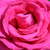 Roze - Theehybriden - Parole ®